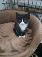 Liefe kittens, Dieren en Toebehoren