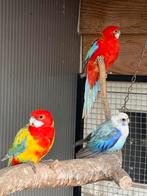 Pracht rosselas diverse kleuren split voor blauw, Dieren en Toebehoren, Meerdere dieren, Parkiet, Geringd