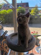 Brits Korthaar kittens NOG 1 Poesje, Dieren en Toebehoren, Katten en Kittens | Raskatten | Korthaar, Ontwormd