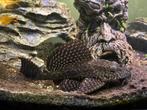 Zeilvin pleco (10-15cm), Dieren en Toebehoren, Vissen | Aquariumvissen, Vis