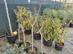 Vijgenboom Ficus carica, Tuin en Terras, Planten | Bomen, Ophalen, Volle zon, Overige soorten