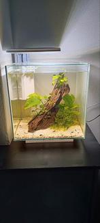 Aquarium 30x30x30 met bewoners., Ophalen, Zo goed als nieuw, Gevuld zoetwateraquarium