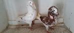 Te koop sierduiven Oudhollands kapucijnen duiven, Dieren en Toebehoren, Meerdere dieren, Overige soorten