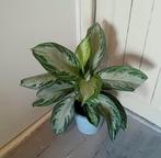 Aglaonema kamerplant 60cm incl pot, Huis en Inrichting, Ophalen, Overige soorten, Halfschaduw, In pot