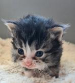 6 schattige kittens Ragdoll/maincoon, Dieren en Toebehoren, Katten en Kittens | Raskatten | Langhaar
