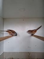 Koppel baardmannen, Meerdere dieren