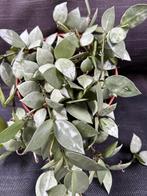 Hoya Krohniana Eskimo, Huis en Inrichting, Ophalen of Verzenden, Overige soorten, In pot, Minder dan 100 cm