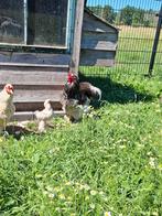Grote brahma haan, Dieren en Toebehoren, Pluimvee, Mannelijk, Kip