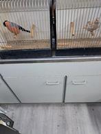 goudvinken, Dieren en Toebehoren, Mannelijk, Wildzangvogel, Geringd