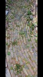 Diverse soorten stenen!, Tuin en Terras, Tegels en Klinkers, Ophalen, Gebruikt, Overige typen, 10 m² of meer
