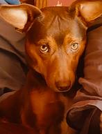 Zeer knap hond Jack Russel boeren fox, Dieren en Toebehoren, Honden | Niet-rashonden, 15 weken tot 1 jaar, Reu, Eén hond, Nederland