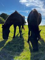 Pensioen stalling, Dieren en Toebehoren, Weidegang