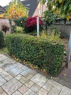 Gezonde Taxus Haag - gratis, Zelf Uitgraven!, Tuin en Terras, Ophalen, Taxus, Haag, 100 tot 250 cm
