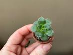Aeonium Haworthii Kiwi, Verzenden, Vetplant, Halfschaduw, Minder dan 100 cm