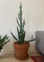 Cactus Euphorbia (cowboy cactus), Ophalen, 100 tot 150 cm, Halfschaduw, Groene kamerplant