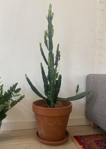 Cactus Euphorbia (cowboy cactus) beschikbaar voor biedingen