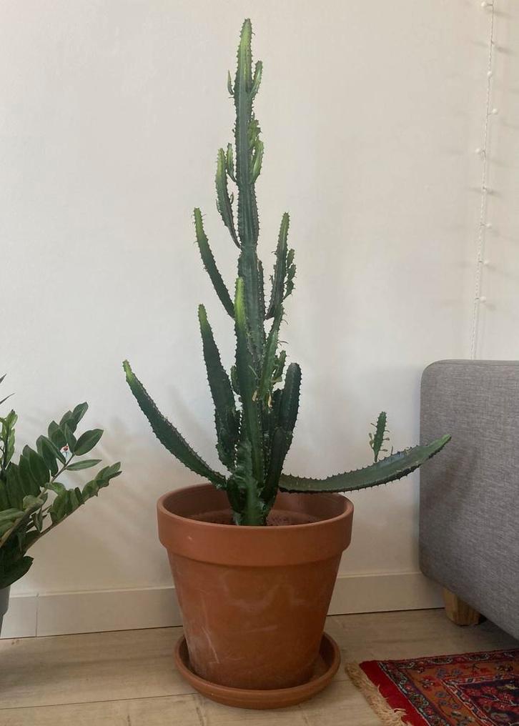 Cactus Euphorbia (cowboy cactus), Huis en Inrichting, Kamerplanten, Cactus, 100 tot 150 cm, Groene kamerplant, Halfschaduw, In pot