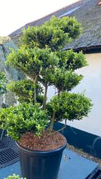 Bonsai ilex maximowicziana kanehirea nu €382,50 !!, Tuin en Terras, Planten | Bomen, Ophalen, Bloeit niet, Halfschaduw, Overige soorten