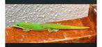 Gezocht een Phelsuma laticauda vrouw
