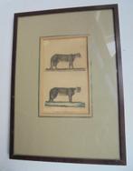 1837 Litho Poema (Cougar) Burggraaff Bruxelles (Bke-7), Antiek en Kunst, Ophalen