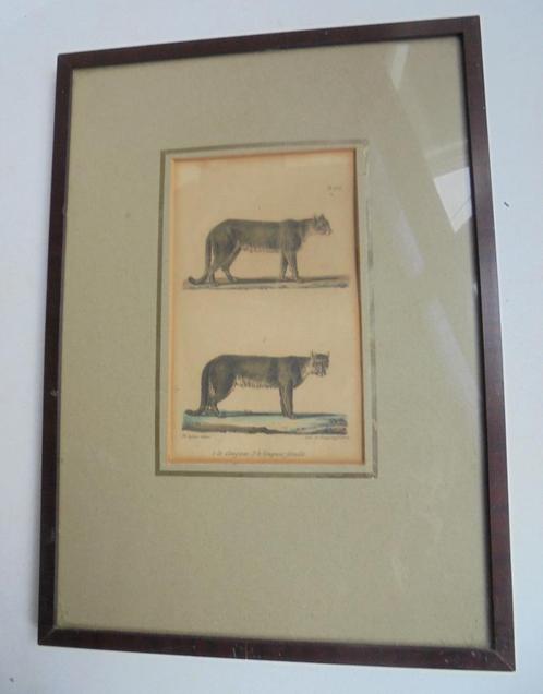1837 Litho Poema (Cougar) Burggraaff Bruxelles (Bke-7), Antiek en Kunst, Kunst | Litho's en Zeefdrukken, Ophalen