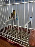 Citroenborst edelzanger man, Mannelijk, Zangkanarie