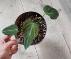 Philodendron Splendid, Huis en Inrichting, Kamerplanten, Ophalen, Overige soorten, Minder dan 100 cm