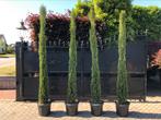 Cipressen cupressus sempervirens pyramidalis, Ophalen, Zomer, Volle zon