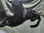 Grote Zwarte Panter Knuffel - 177cm, Ophalen of Verzenden, Zo goed als nieuw, Overige typen