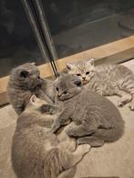 5 Raszuivere Britse Korthaar kittens, Dieren en Toebehoren, Katten en Kittens | Raskatten | Korthaar, Meerdere dieren, Ontwormd