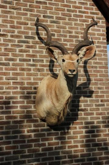 Opgezette hele grote kop afrikaanse Kudu beschikbaar voor biedingen