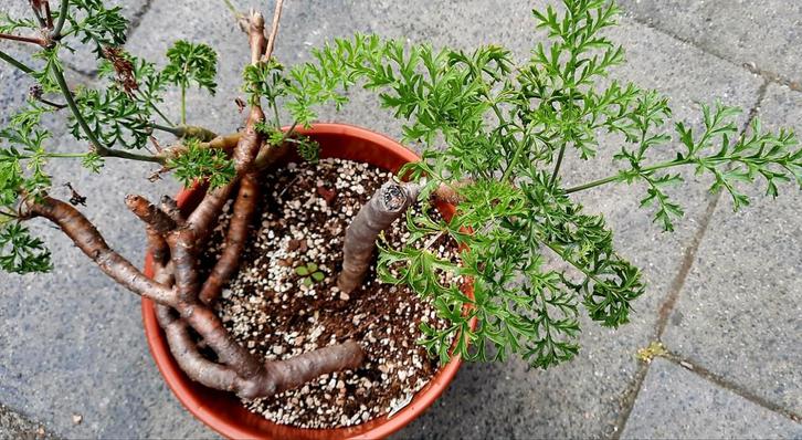 Pelargonium laxum x globosum, Huis en Inrichting, Kamerplanten, Vetplant, Minder dan 100 cm, Bloeiende kamerplant, Volle zon, Ophalen