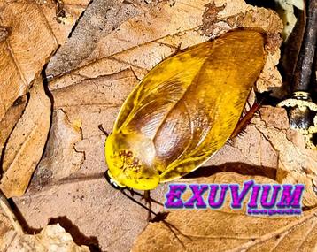 Gyna lurida Yellow kakkerlakken, nimfen te koop beschikbaar voor biedingen