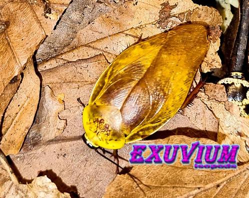 Gyna lurida Yellow kakkerlakken, nimfen te koop, Dieren en Toebehoren, Insecten en Spinnen, Overige soorten