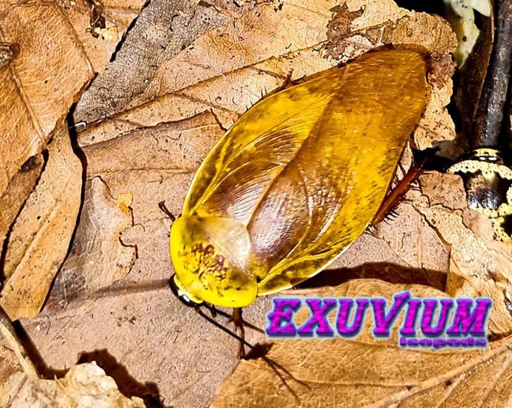 Gyna lurida Yellow kakkerlakken, nimfen te koop, Dieren en Toebehoren, Insecten en Spinnen, Overige soorten