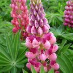 Zaden Lupine roze, Verzenden, Volle zon