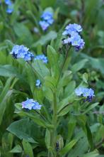 Uit de biologische moestuin: Vergeet mij nietjes, plantjes, Ophalen of Verzenden, Eenjarig, Groenteplanten, Volle zon
