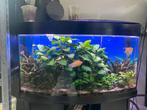 Aquarium, Dieren en Toebehoren, Ophalen, Gebruikt, Gevuld zoetwateraquarium