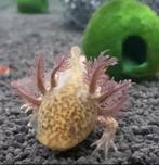 Axolotl 7 maanden oud €30, Dieren en Toebehoren, Ophalen, Zo goed als nieuw