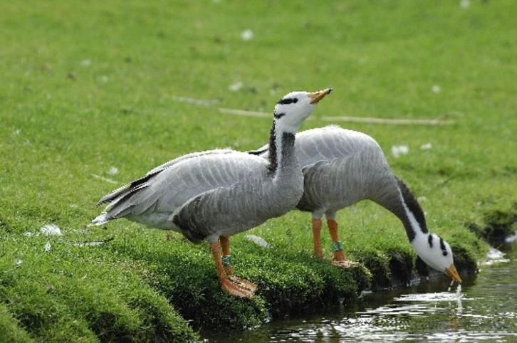 Diverse soorten Ganzen en Zwanen, Dieren en Toebehoren, Pluimvee, Gans of Zwaan, Meerdere dieren