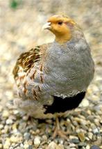 Europese patrijs haan 2025, Dieren en Toebehoren