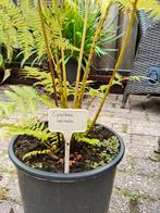 Mooie cyathea dealbata, Tuin en Terras, Planten | Tuinplanten, Ophalen, Zomer