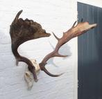 Groot DAMHERT GEWEI compleet met kiezen - valwild (ref. J), Ophalen, Gebruikt, Hert, Gewei of Kop