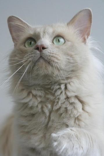 Ter dekking: Ragdoll Fawn Solid dekkater met stamboom! beschikbaar voor biedingen