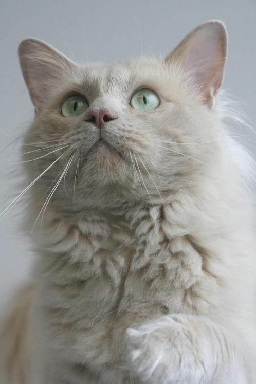 Ter dekking: Ragdoll Fawn Solid dekkater met stamboom!, Dieren en Toebehoren, Katten en Kittens | Dekkaters, 0 tot 2 jaar