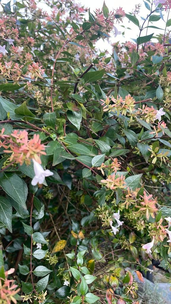 Gratis op te halen! Buitenplant - struik - boompje, Tuin en Terras, Planten | Bomen, Overige soorten, 100 tot 250 cm, Halfschaduw