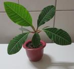 Bijzondere kamerplant Euphorbia Leuconeura, Ophalen, Overige soorten, Halfschaduw, Minder dan 100 cm