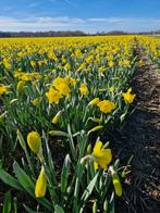 Bloembollen te koop uit eigen kwekerij/tulpen en narcissen, Halfschaduw, Bloembol, Najaar, Verzenden