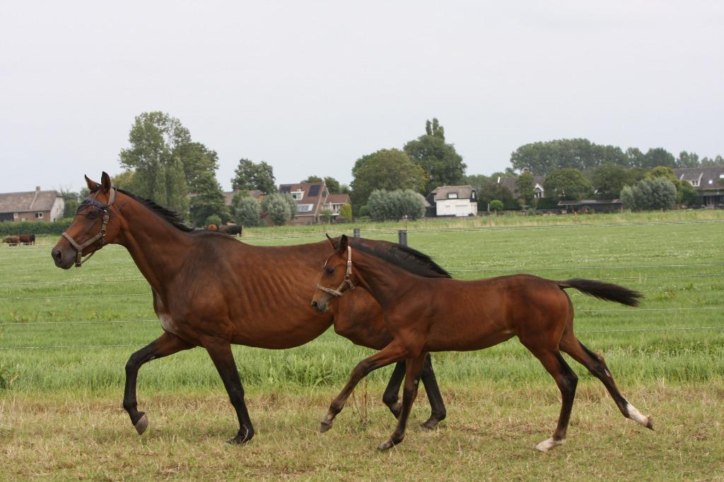 Elite fokmerrie met hengst veulen, Dieren en Toebehoren, Paarden, Merrie, M, 165 tot 170 cm, 11 jaar of ouder, Dressuurpaard, Met stamboom