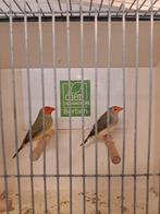 Koppel roodkop Binsenastrilde, Meerdere dieren